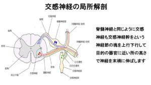 自律神経について | セドナ整骨院・鍼灸院・カイロプラクティック 公津の杜院