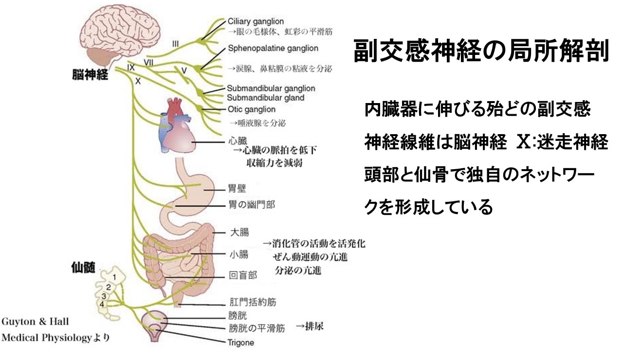 自律神経について | セドナ整骨院・鍼灸院・カイロプラクティック 公津の杜院